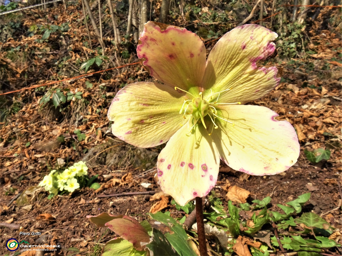 35 Festa di fiori sui sentieri al Monte Zucco - Helleborus niger (Elleboro-Rosa di Natale).JPG